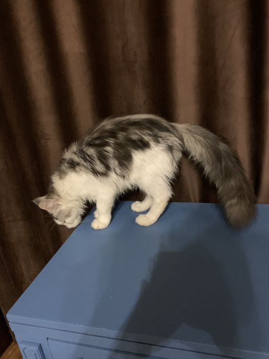 Мальчик мейнкун с родословной