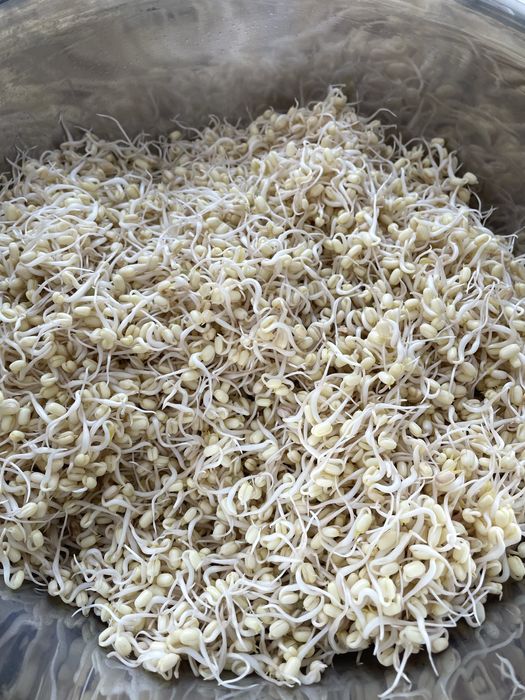 Маш пророщенный