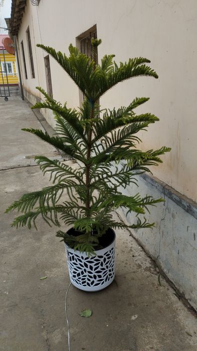 Араукария кислородный ёлка