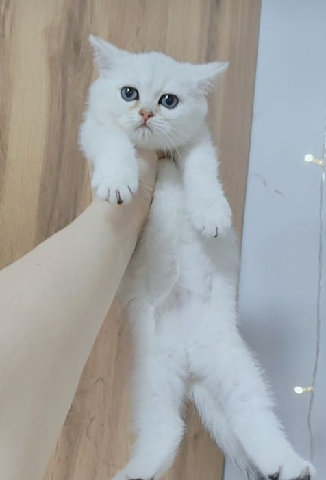 Котята Шиншиллы Серебро