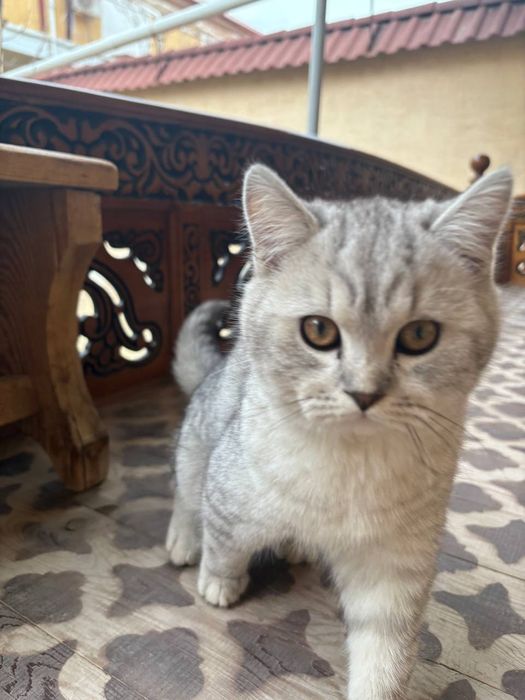 Серебристая шиншилла