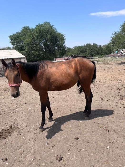 Продам лошадей породистые