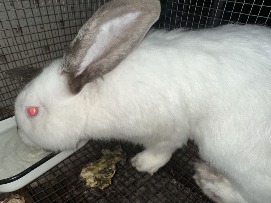 Породистые калифорниские кролики