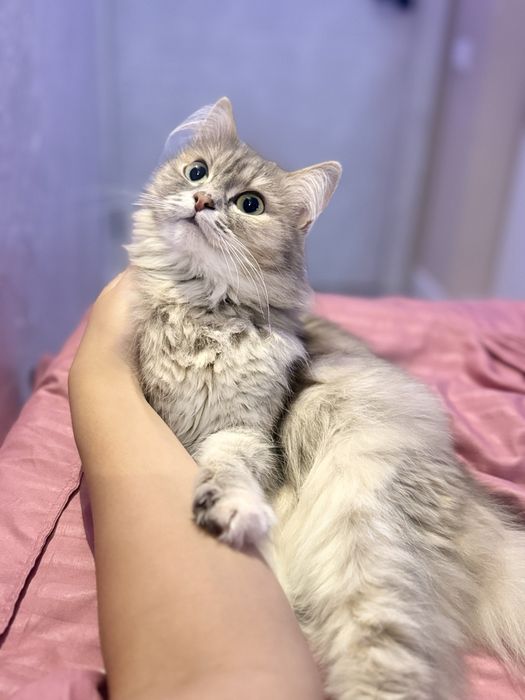 Нужен кот доя вязки