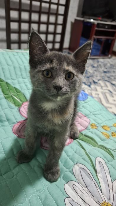 Отдам даром кошка.