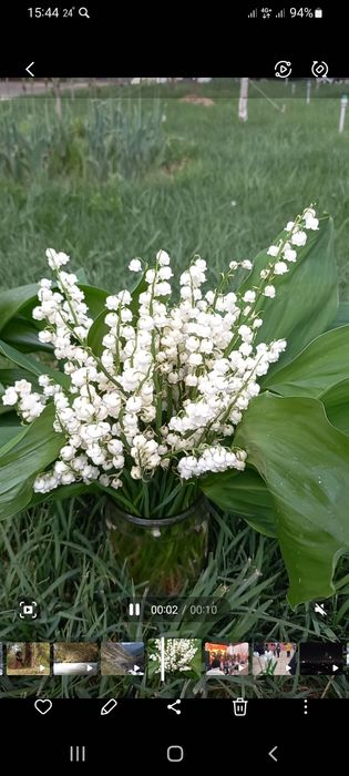 Букеты Ландышей Цветы