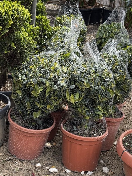 Plante ornamentale pentru curte gradina sau terasa