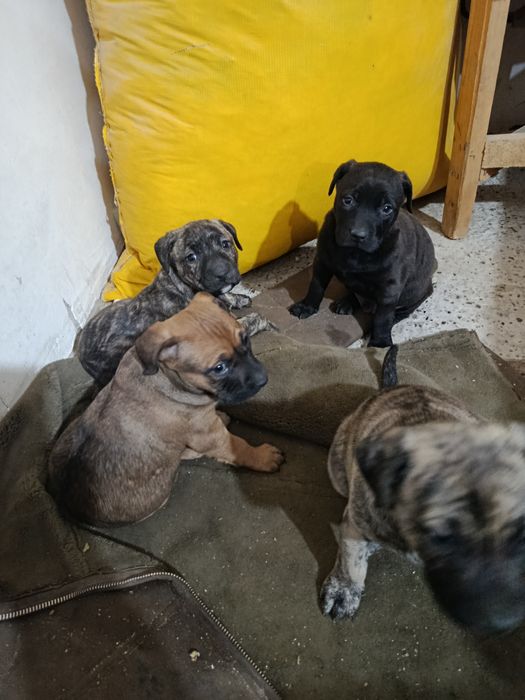 Продается шинки пит