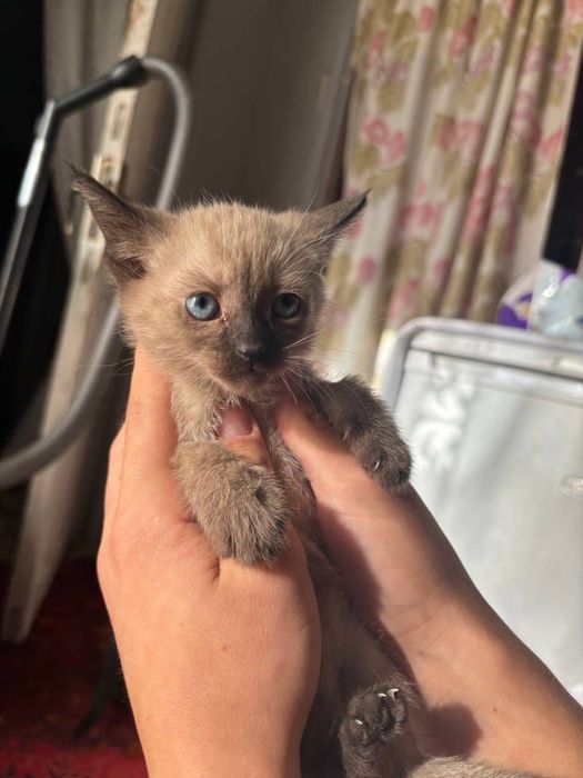 Отдам сиамских котят в добрые руки