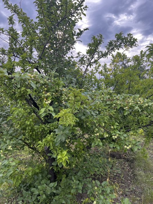 Продам 2 дачи СО «Элеваторщик»