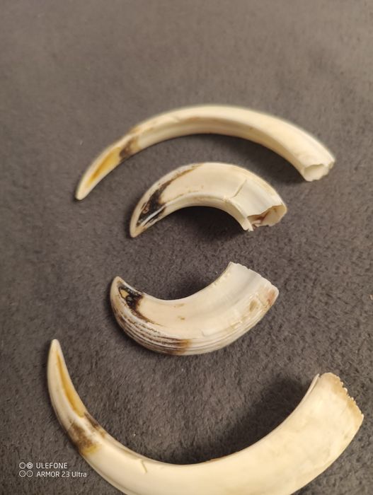 За ценители //нов трофей