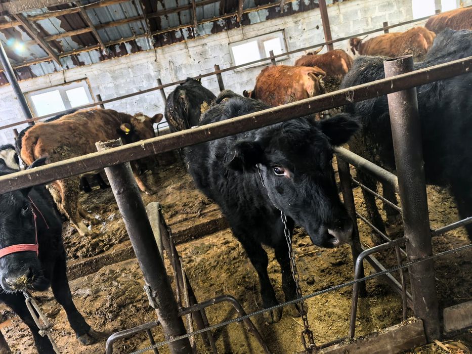 Продам коров.,телочек.