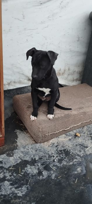 американский питбультерьер 2,5 года