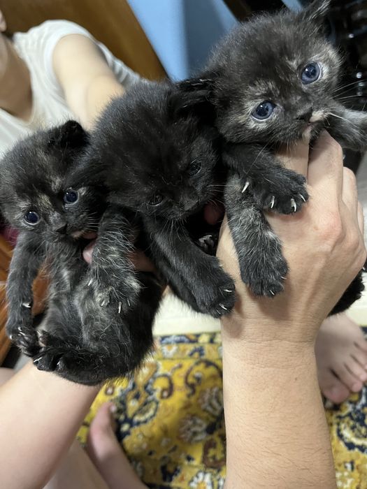 Котята пародистые