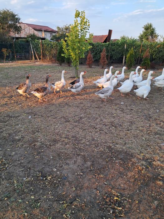 Gâște mature și tinere de țară