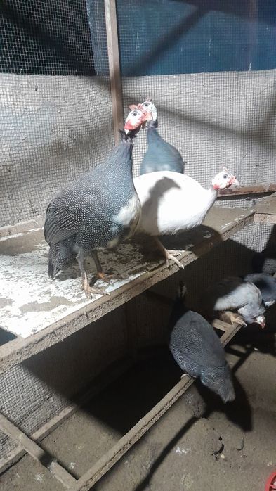 Цисаркалар сотилади