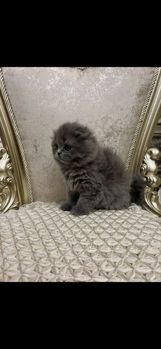 Хайленд-фолд девочка