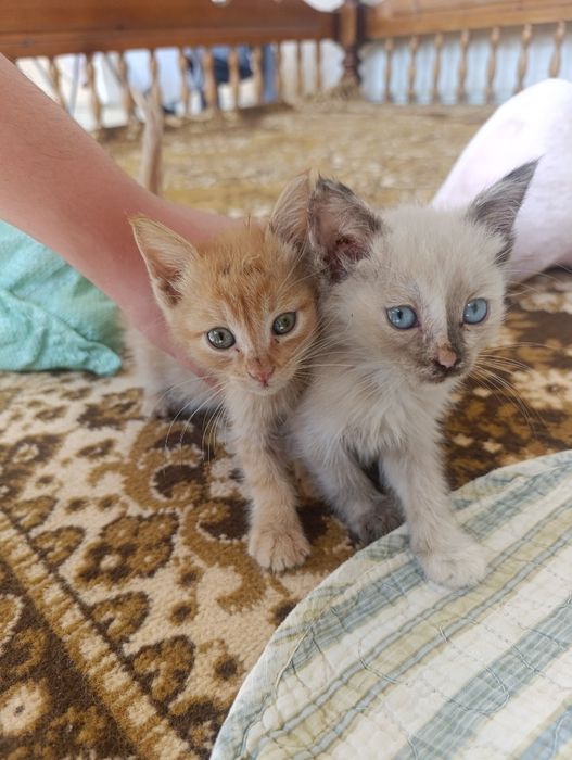 котёнки  сдается в хорошие руки