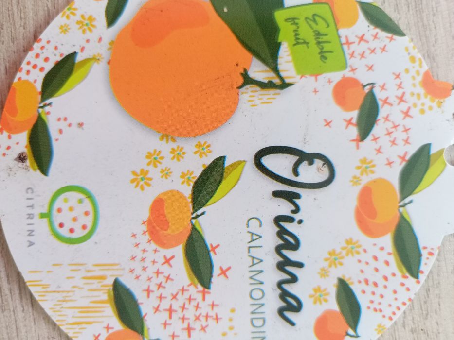 Комнатное мандариновое дерево.