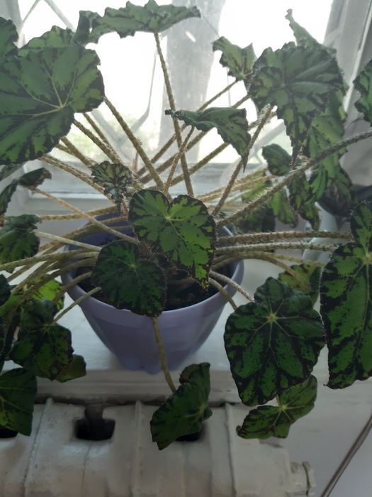 Продам комнатные цветы