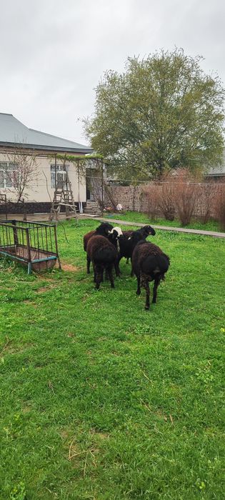 Осы 5 Кошкар сатылады