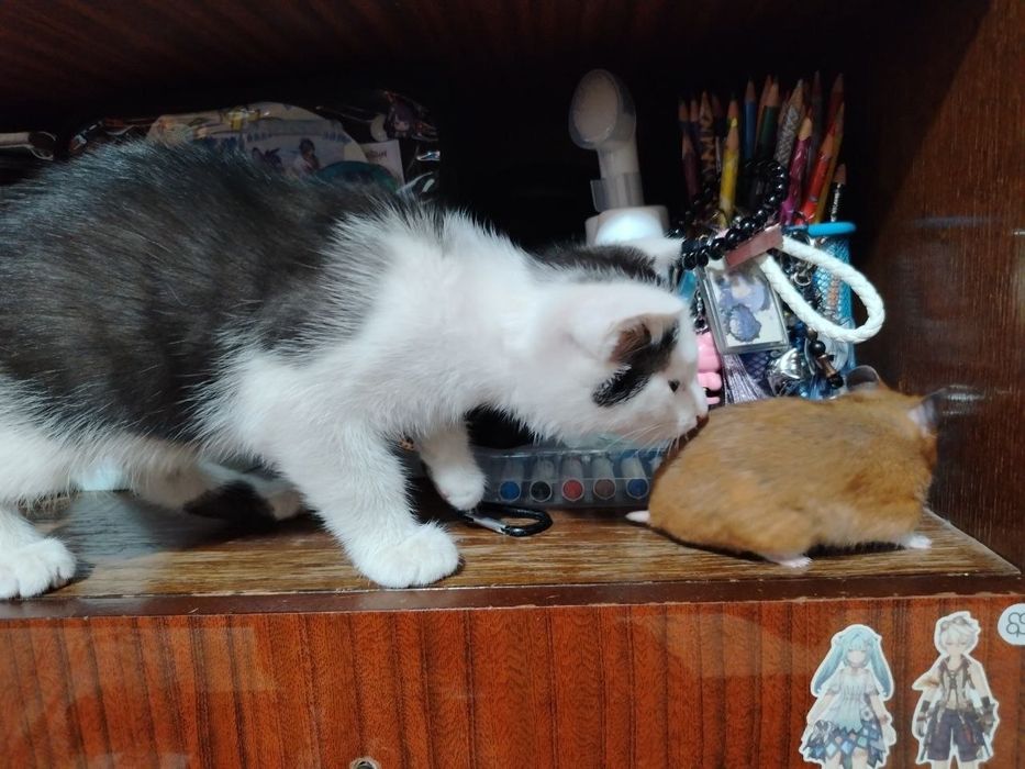 Котёнка отдам даром