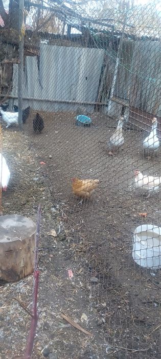 Продам домашние куры.