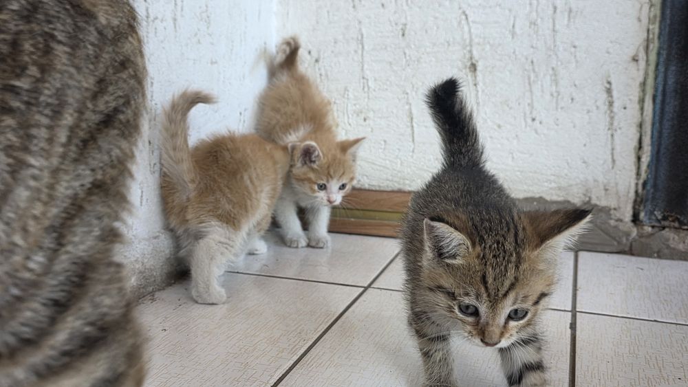 Отдам котят бесплатно