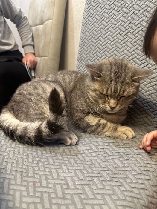 отдам в добрые руки