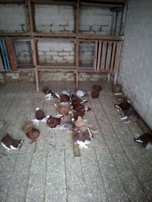 Продам голубей разных