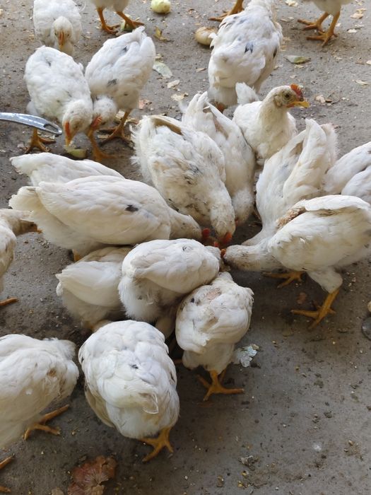 Жужа сотилади оптомга