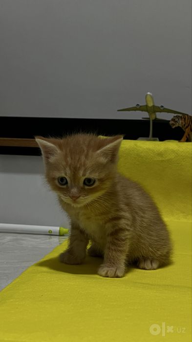 Скотиш мушукчалари