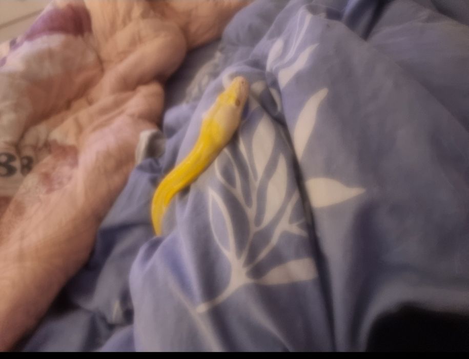 Vand piton reticulat albinos