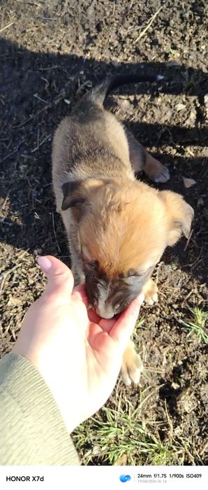 Отдам щенят даром