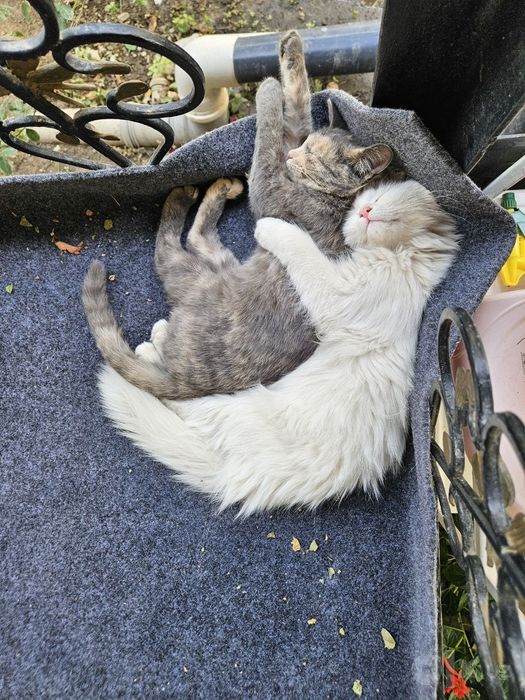 Котятя в добрые руки!