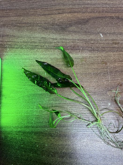 Криптокорина Цена : 1000