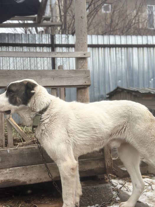 САО АЛАБАЙ 2 жасар  60