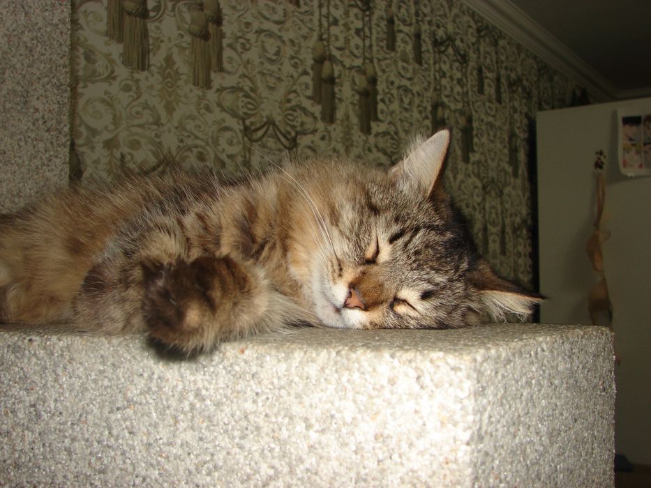 Ищу семью для кошки