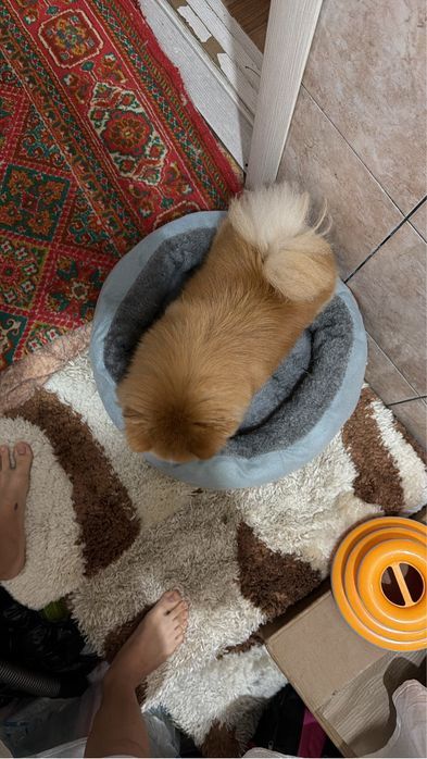 Продам немецкого шпица мини