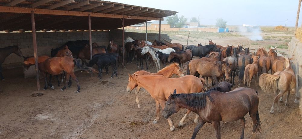 Байтал жас жылқы кулан
