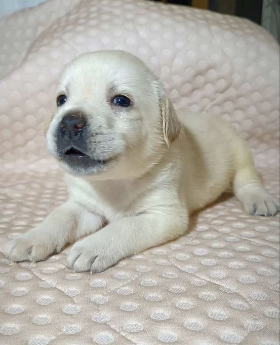 Щеночки лабрадора - ретривера