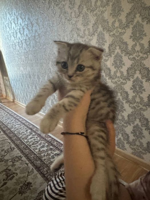 Mushuk котята shinshila