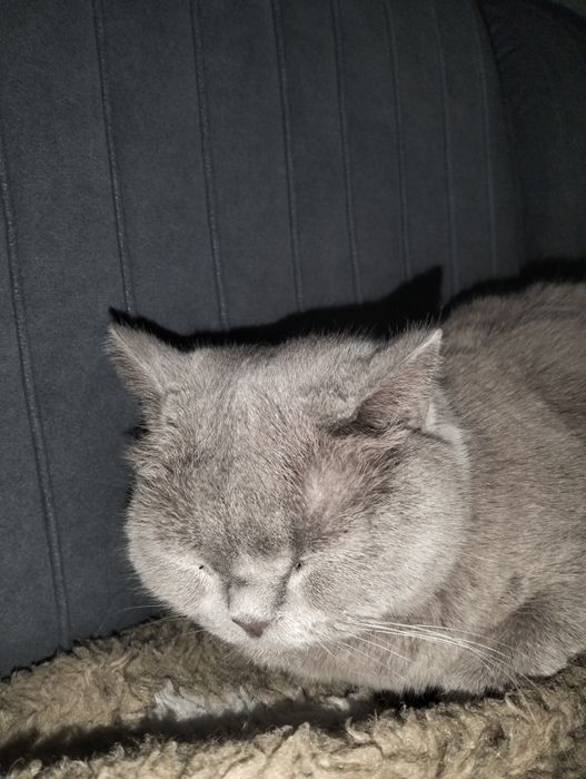 Кошка породистая