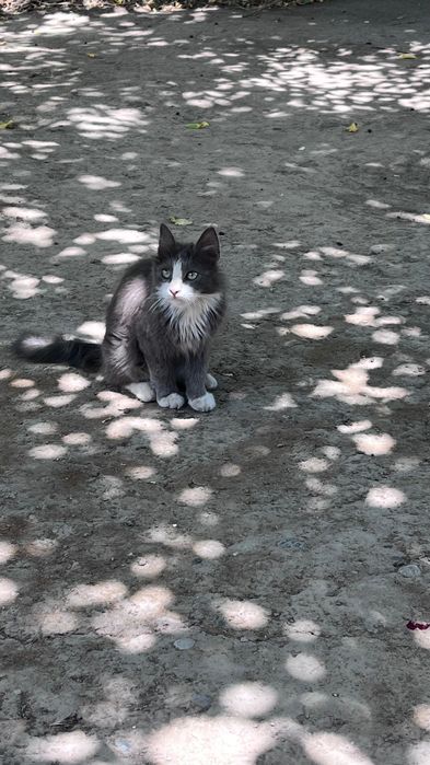 Продам Сибирского кота