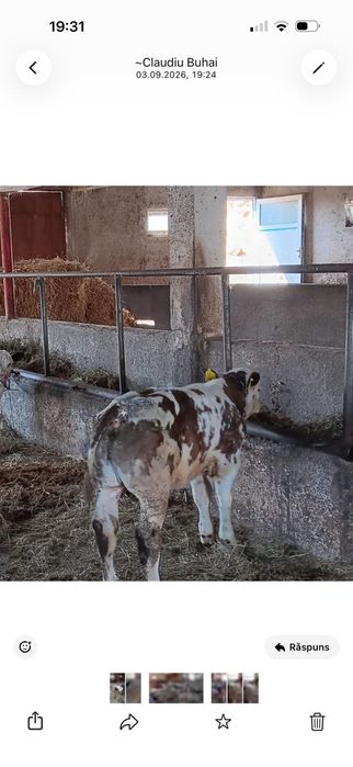 Vând viței 80-140 kg