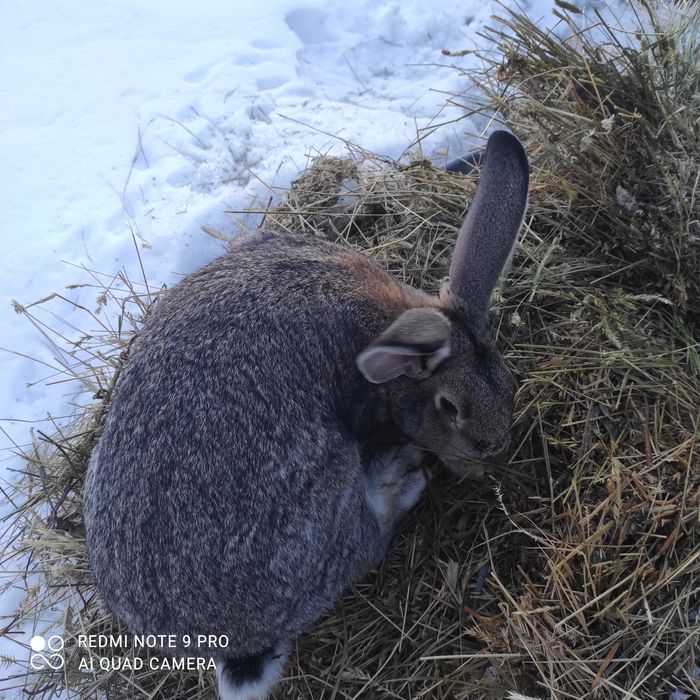 Продам Кроликов Шиншилла-фландер