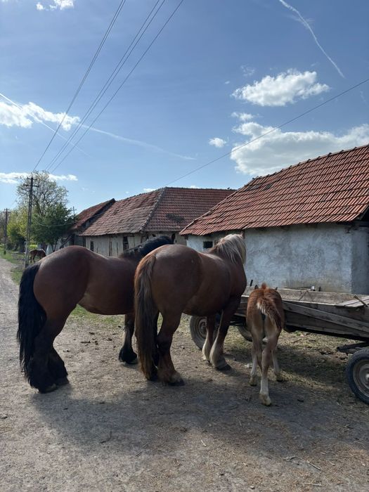 De vânzare doua iepe