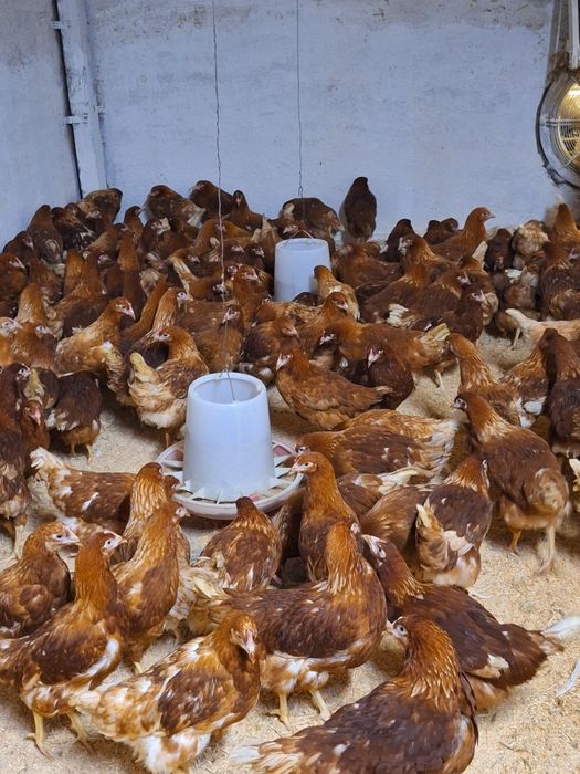 Куры несушки  Ломан Браун