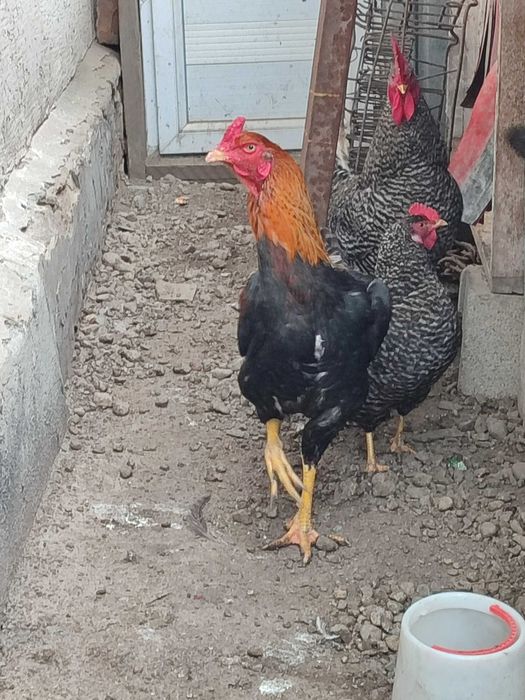 Продам молодого петуха