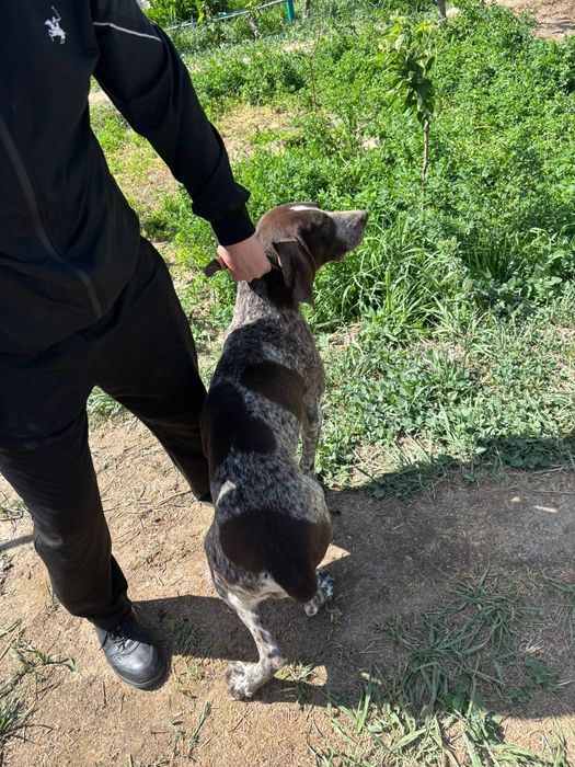 Куцхар оэхотичный собака